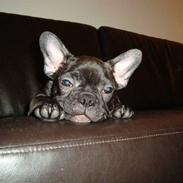 Fransk bulldog Shorty