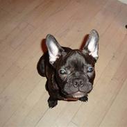 Fransk bulldog Shorty