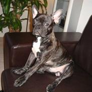 Fransk bulldog Shorty