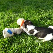 Dansk svensk gaardhund junior