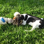 Dansk svensk gaardhund junior