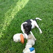 Dansk svensk gaardhund junior