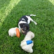 Dansk svensk gaardhund junior