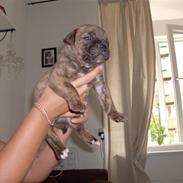 Olde english bulldogge Eddie