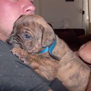 Olde english bulldogge Eddie