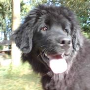 Newfoundlænder Freja