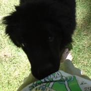 Newfoundlænder Freja