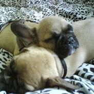 Fransk bulldog Mowgli