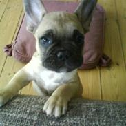 Fransk bulldog Mowgli