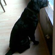 Labrador retriever Max