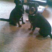 Labrador retriever Max