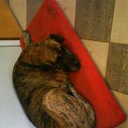 Grand danois aika<33<33