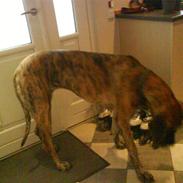 Grand danois aika<33<33