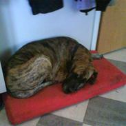 Grand danois aika<33<33