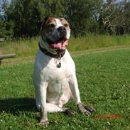 Amerikansk bulldog Luggi R.I.P