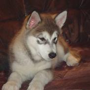 Alaskan malamute Silver