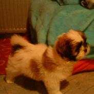 Shih tzu Kimmi