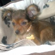 Russisk toy terrier CoCo