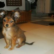 Russisk toy terrier CoCo