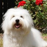 Coton de tulear Monique