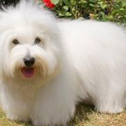 Coton de tulear Monique