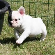 Fransk bulldog Fithian's Noah