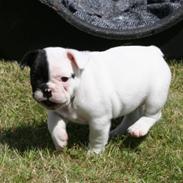 Fransk bulldog Fithian's Noah