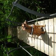 Blanding af racer Cuba