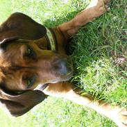 Blanding af racer Cuba