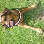 Blanding af racer Cuba