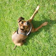 Blanding af racer Cuba