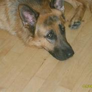 Schæferhund Silver