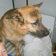 Schæferhund Silver