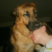 Schæferhund Silver