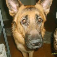 Schæferhund Silver