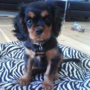 Cavalier king charles spaniel (Souvinier's) Charlie