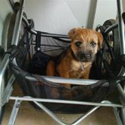 Border terrier Mikkel *DØD*