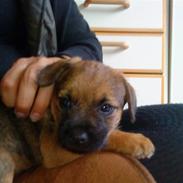 Border terrier Mikkel *DØD*