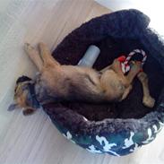 Border terrier Mikkel *DØD*