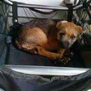 Border terrier Mikkel *DØD*