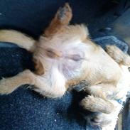 Border terrier Mikkel *DØD*