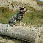 Australsk cattledog Amy 