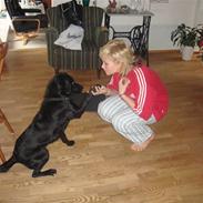Labrador retriever Tess