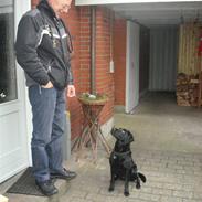 Labrador retriever Tess