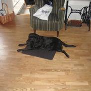 Labrador retriever Tess
