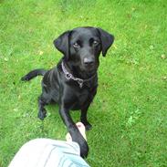 Labrador retriever Tess