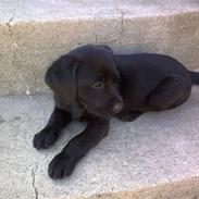 Labrador retriever Dunice