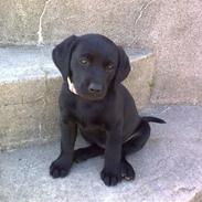 Labrador retriever Dunice