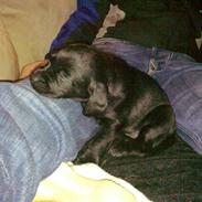 Labrador retriever Dunice