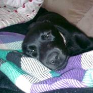 Labrador retriever Dunice